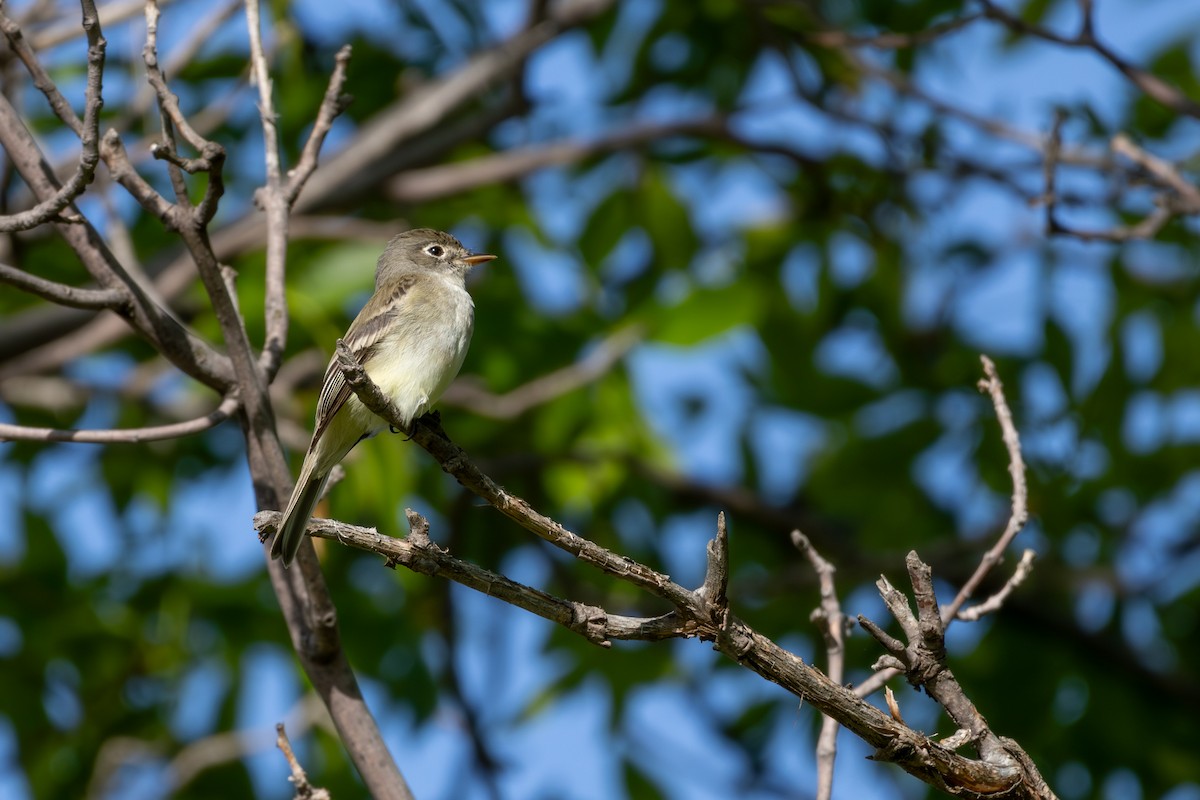 Least Flycatcher - ML642039866