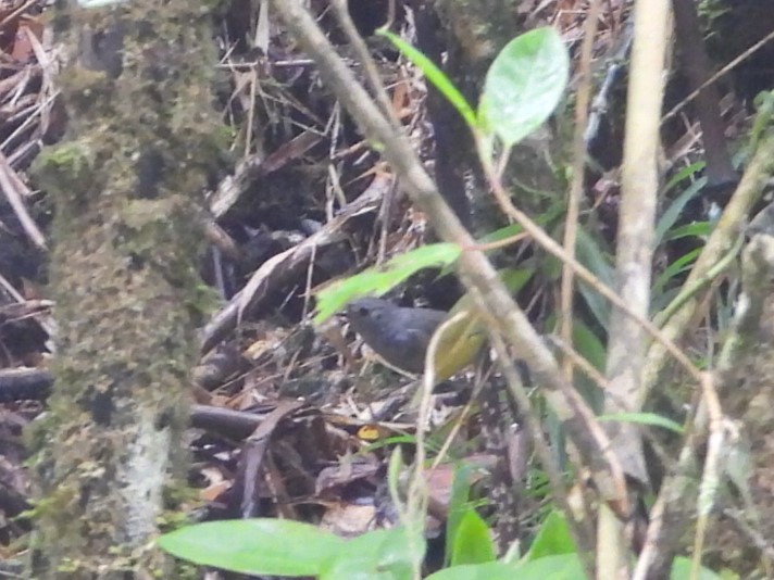Caracas Tapaculo - ML642039867