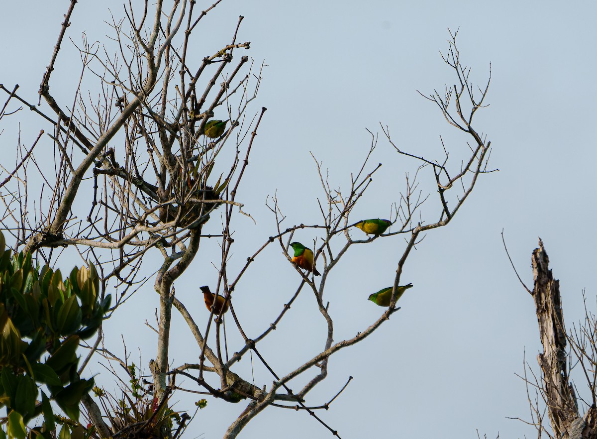 Blue-naped Chlorophonia - ML642039872