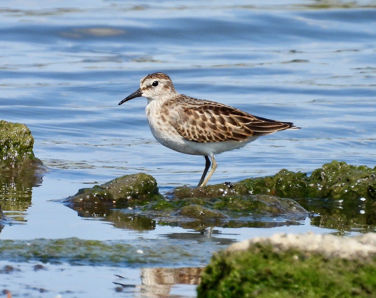 Least Sandpiper - ML642039873