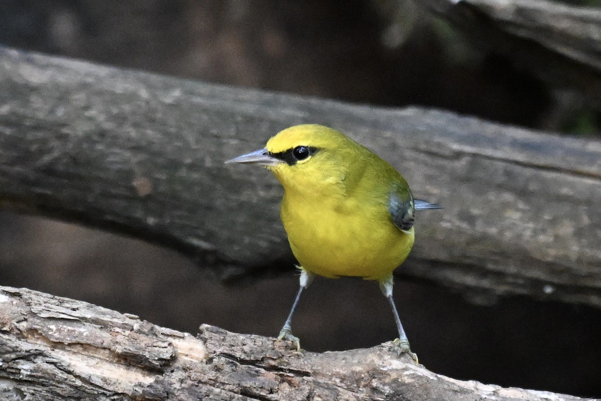Blue-winged Warbler - ML642039878