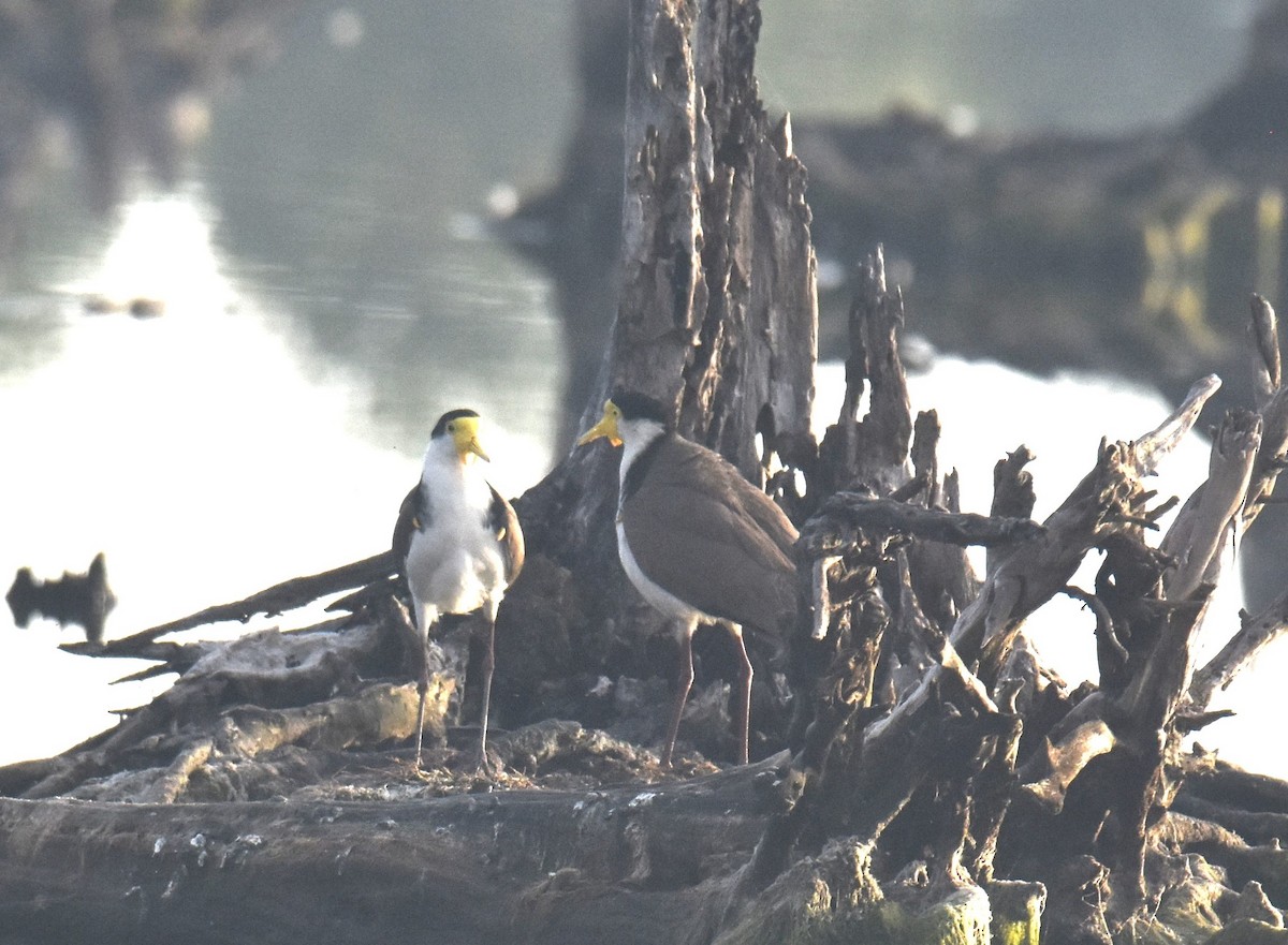 Masked Lapwing - ML642039879