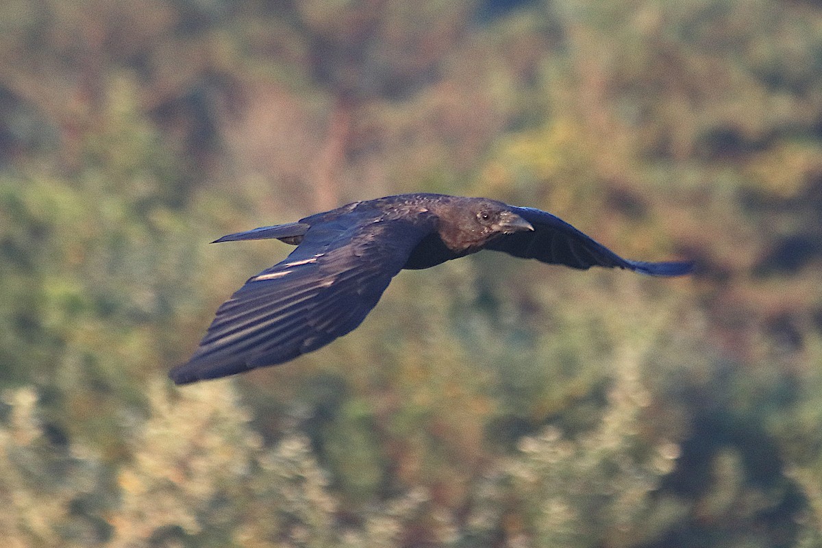 American Crow - ML642039882