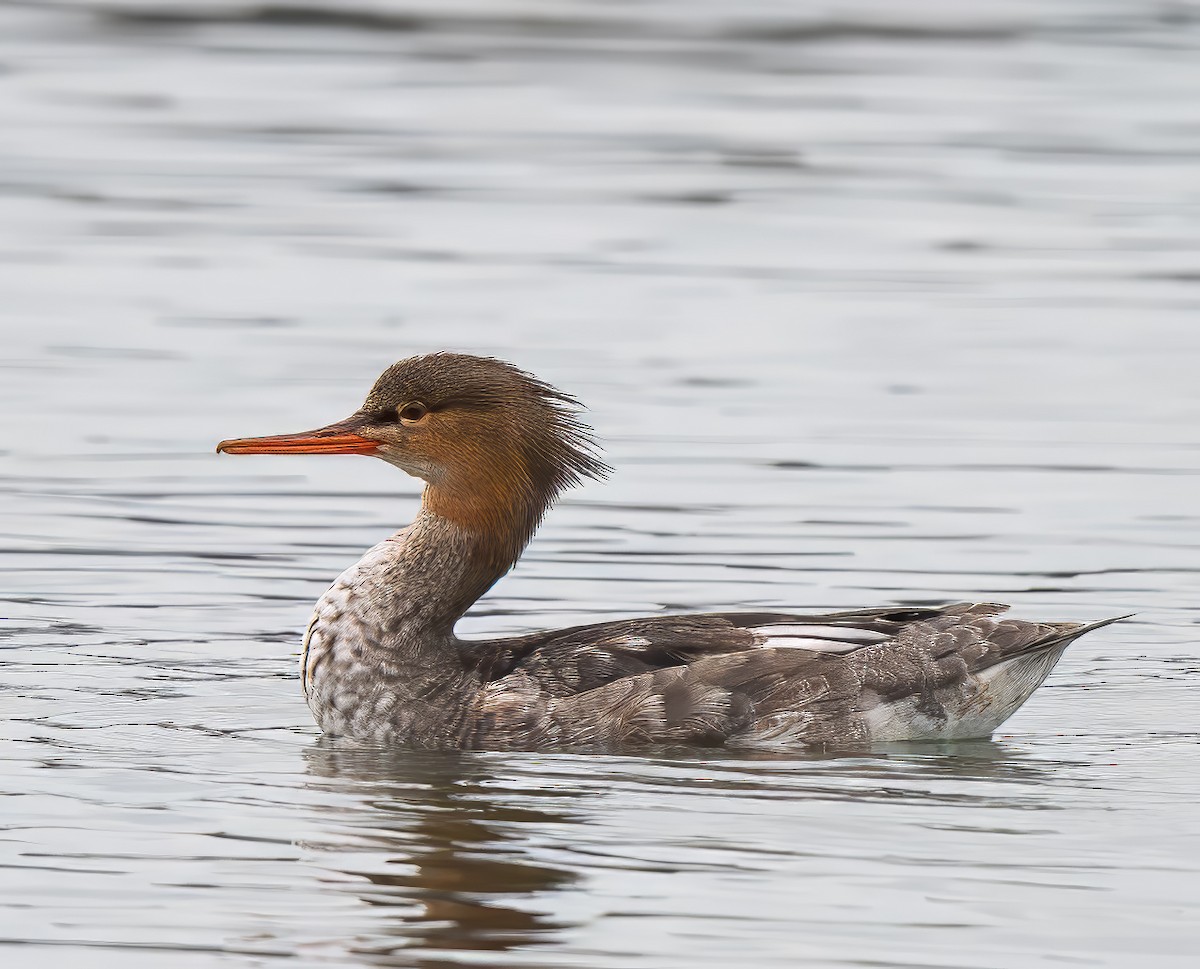 Red-breasted Merganser - ML642039884