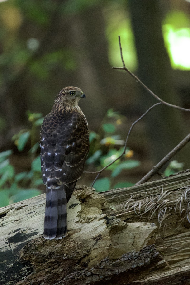 Cooper's Hawk - ML642039886