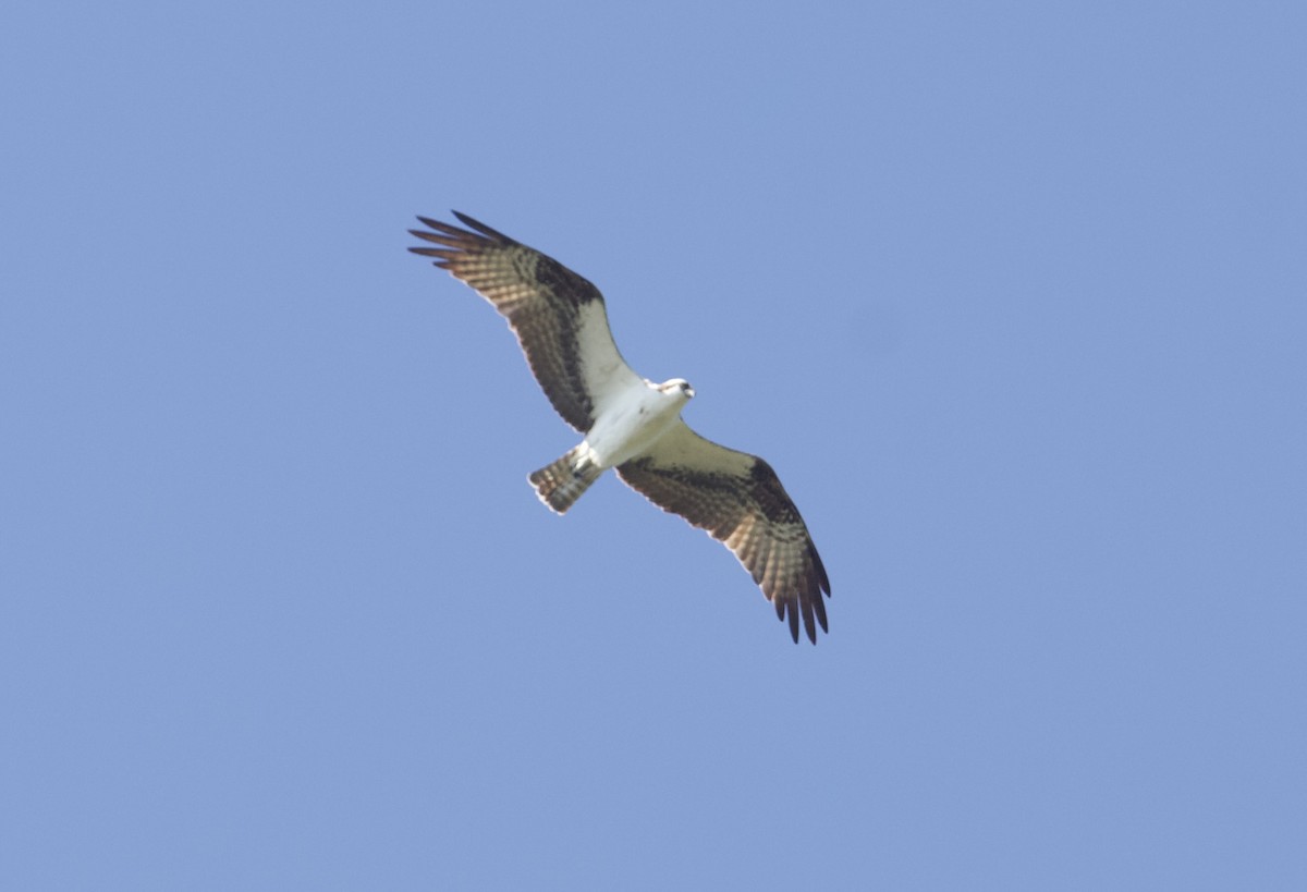 Osprey - ML642039887