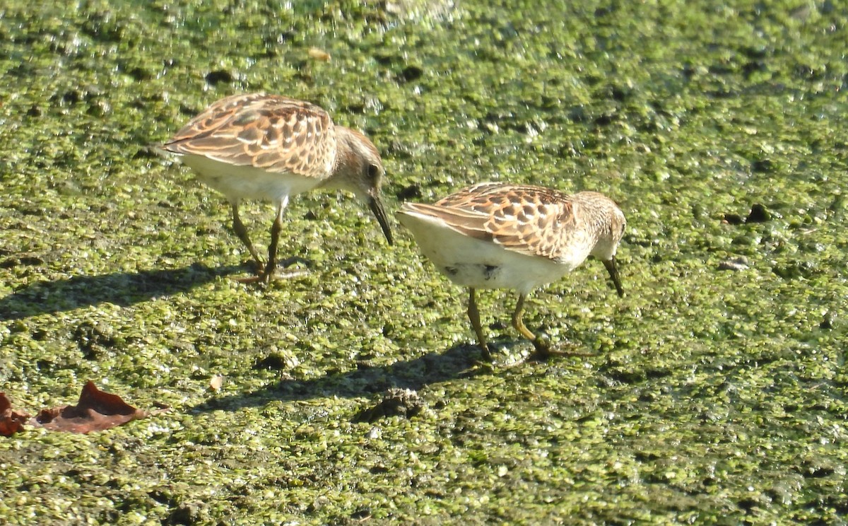 Least Sandpiper - ML642039888