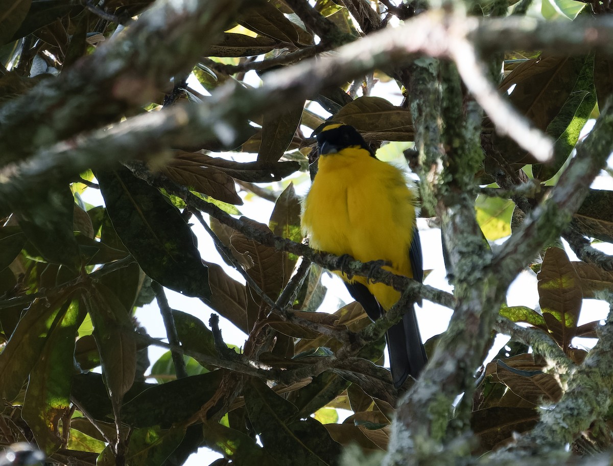 Blue-winged Mountain Tanager - ML642039894
