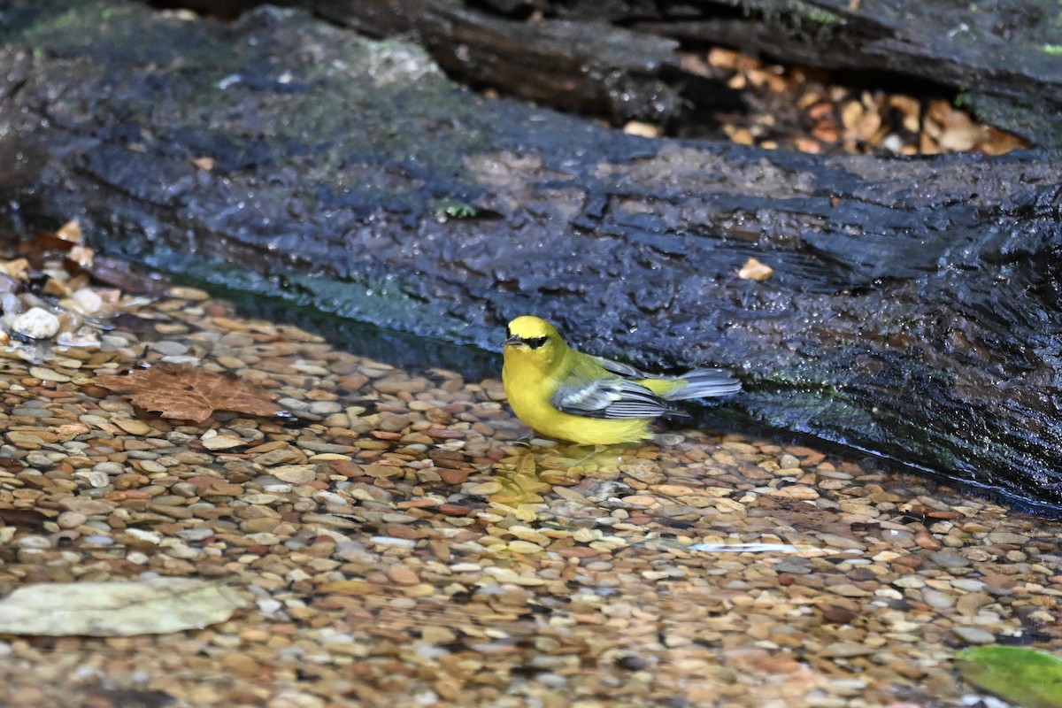 Blue-winged Warbler - ML642039896