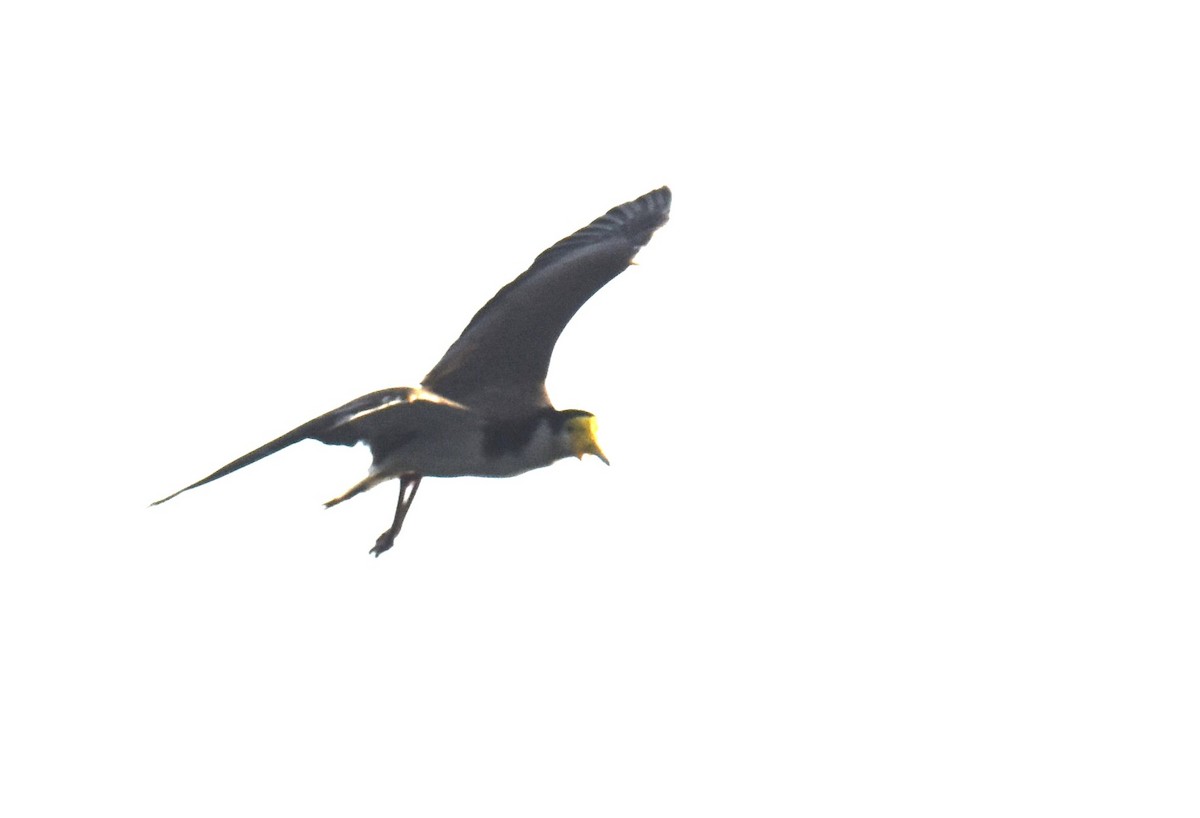 Masked Lapwing - ML642039898