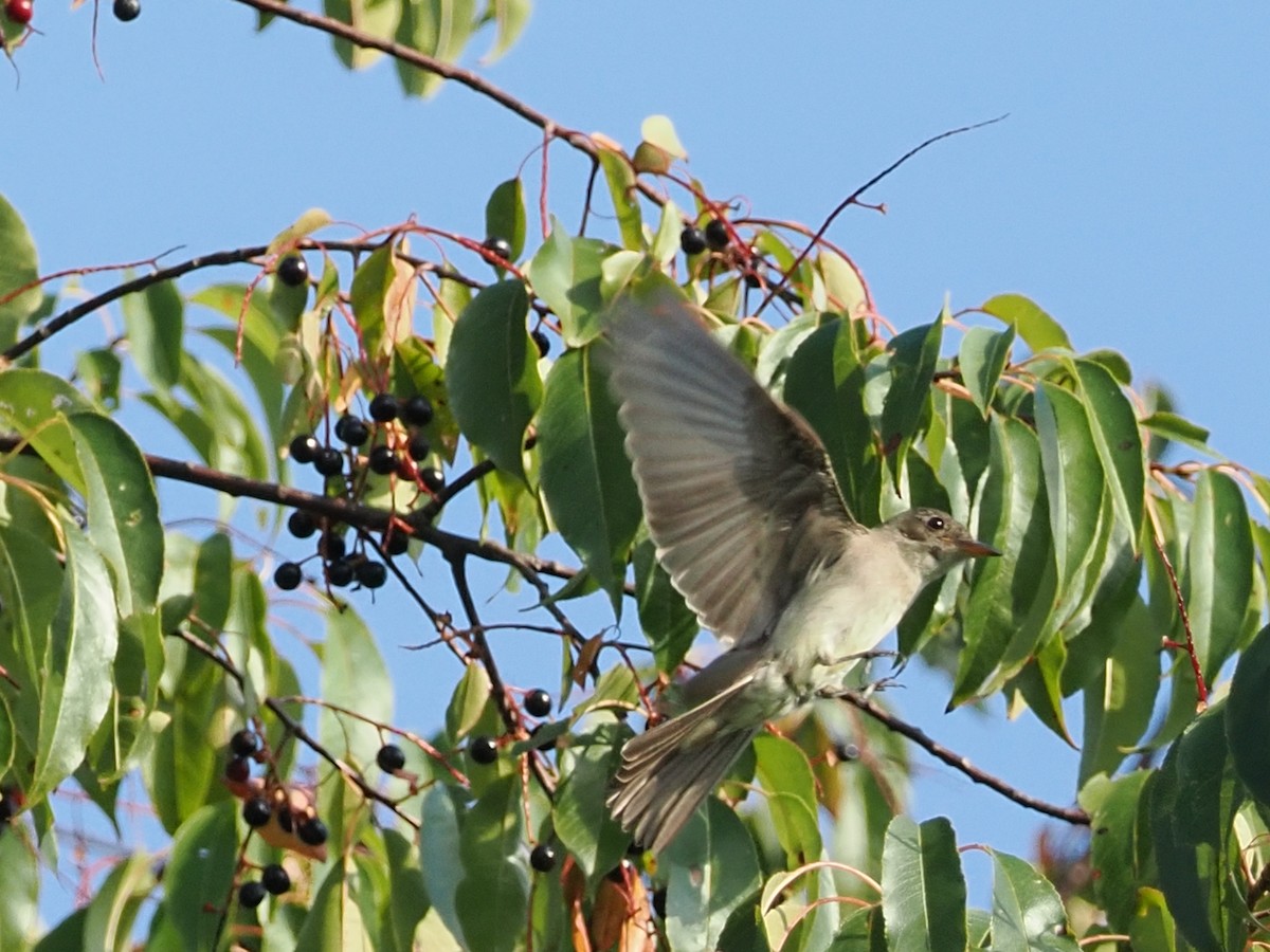 Eastern Wood-Pewee - ML642039900