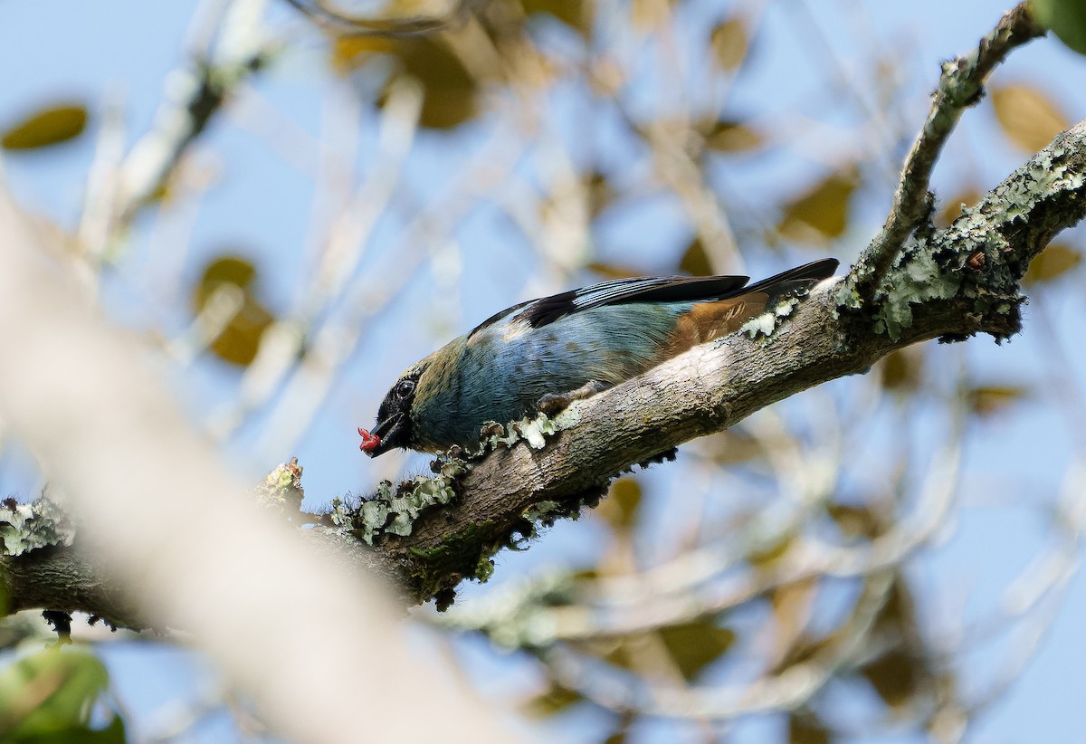 Metallic-green Tanager - ML642039901