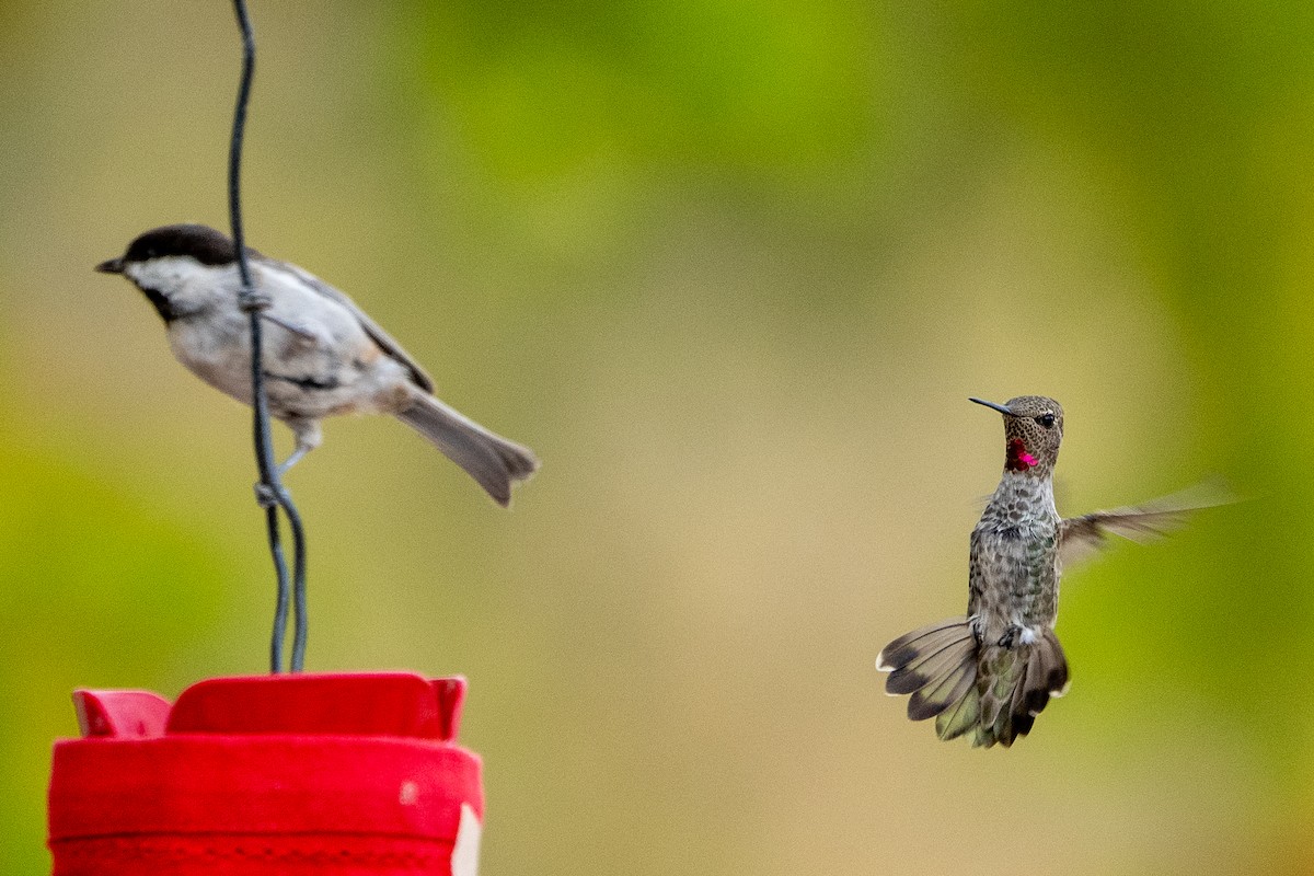 Anna's Hummingbird - ML642039902