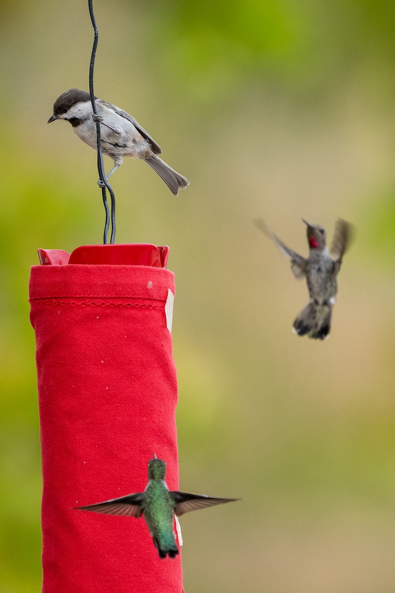 Chestnut-backed Chickadee - ML642039907