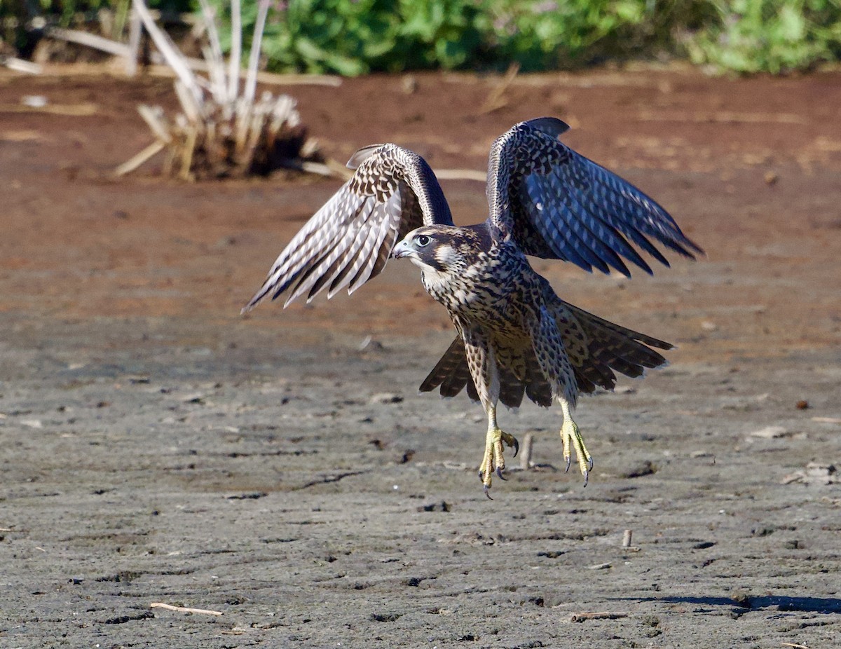 Peregrine Falcon - ML642039913