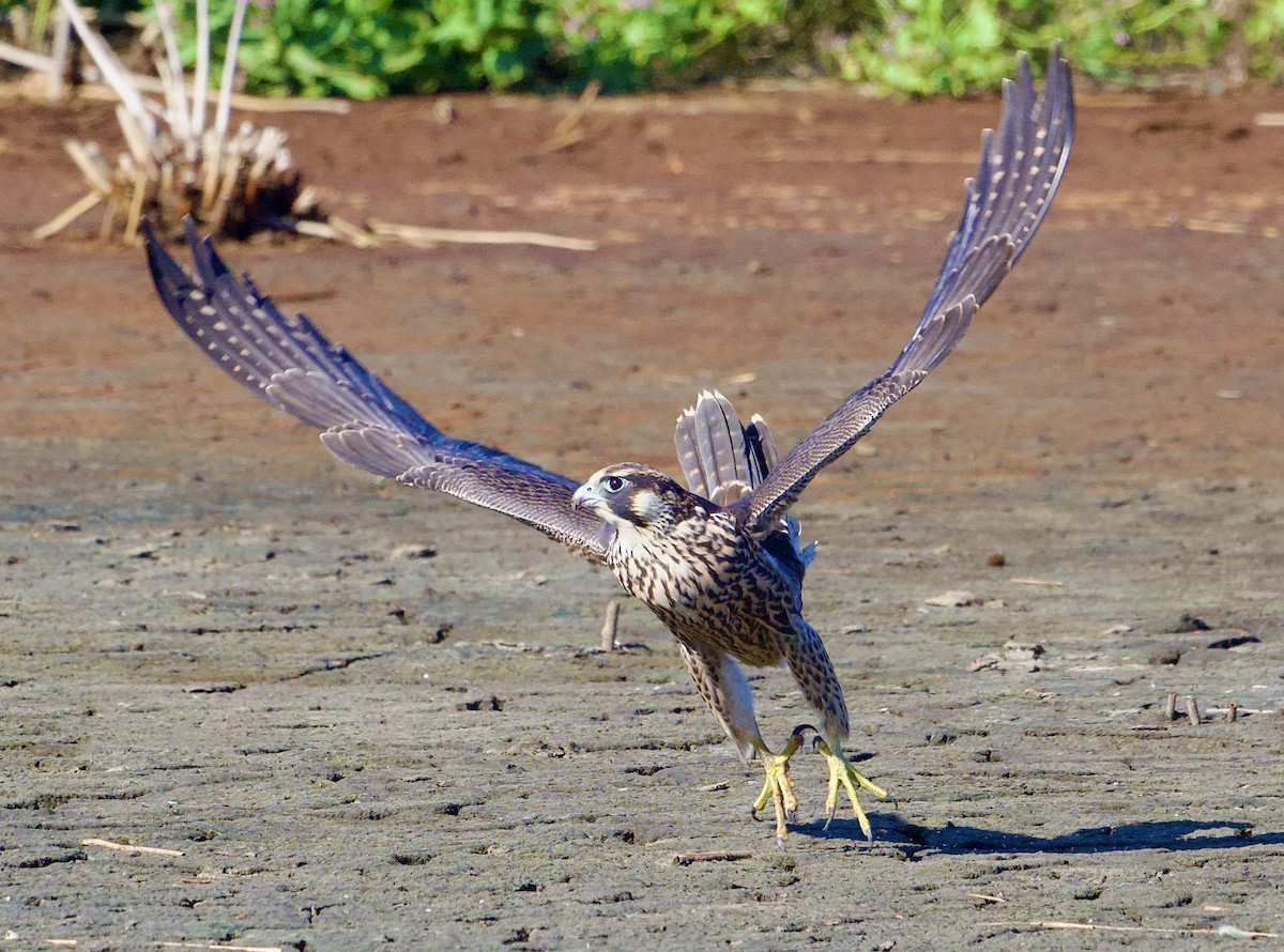 Peregrine Falcon - ML642039914