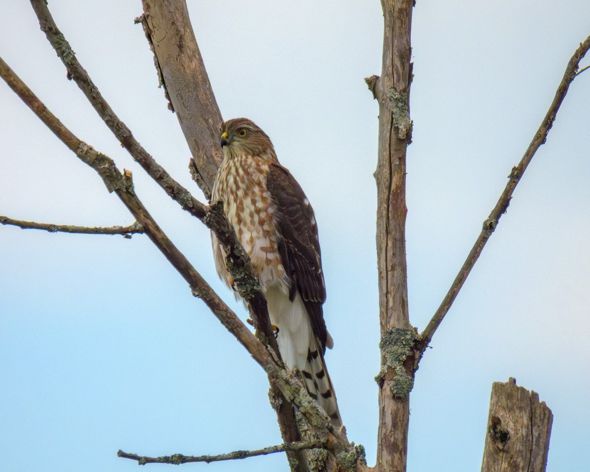 Sharp-shinned Hawk - ML642039915