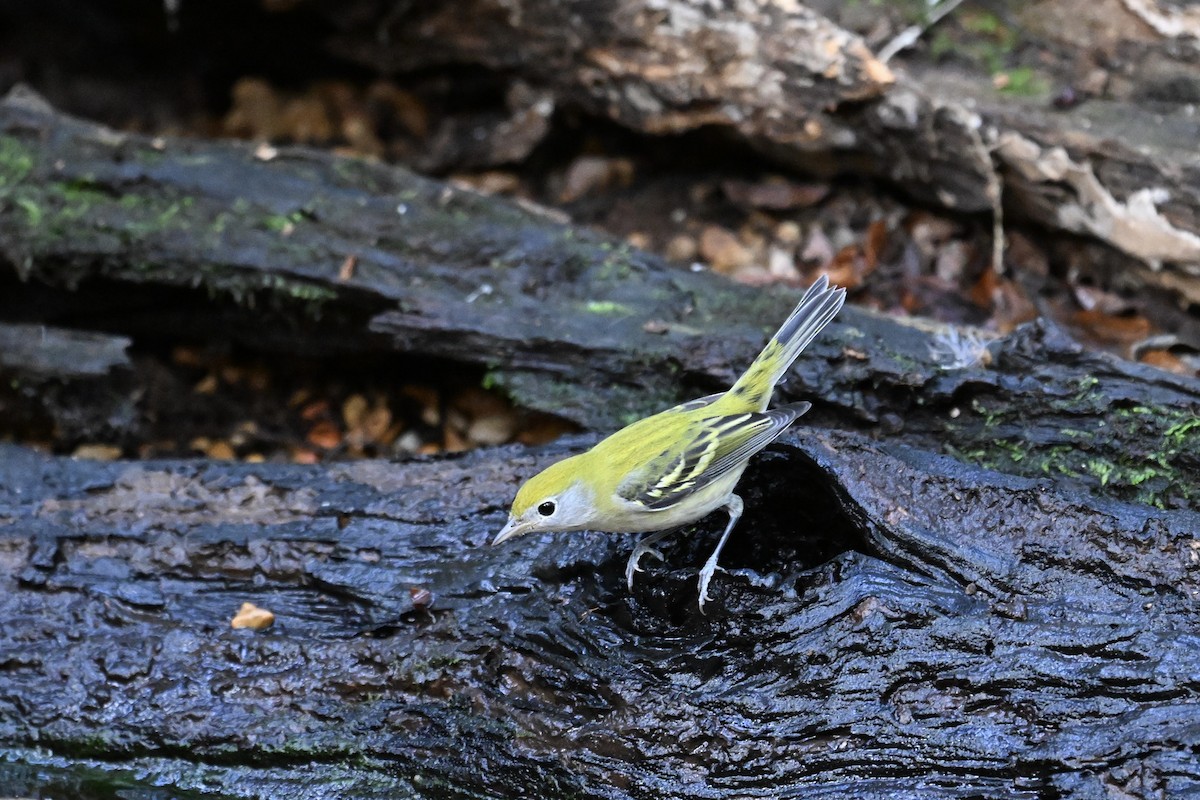 Chestnut-sided Warbler - ML642039917