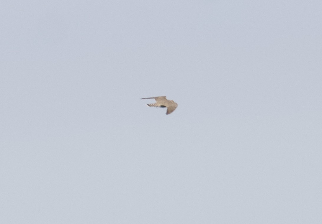 Merlin - ML642039919
