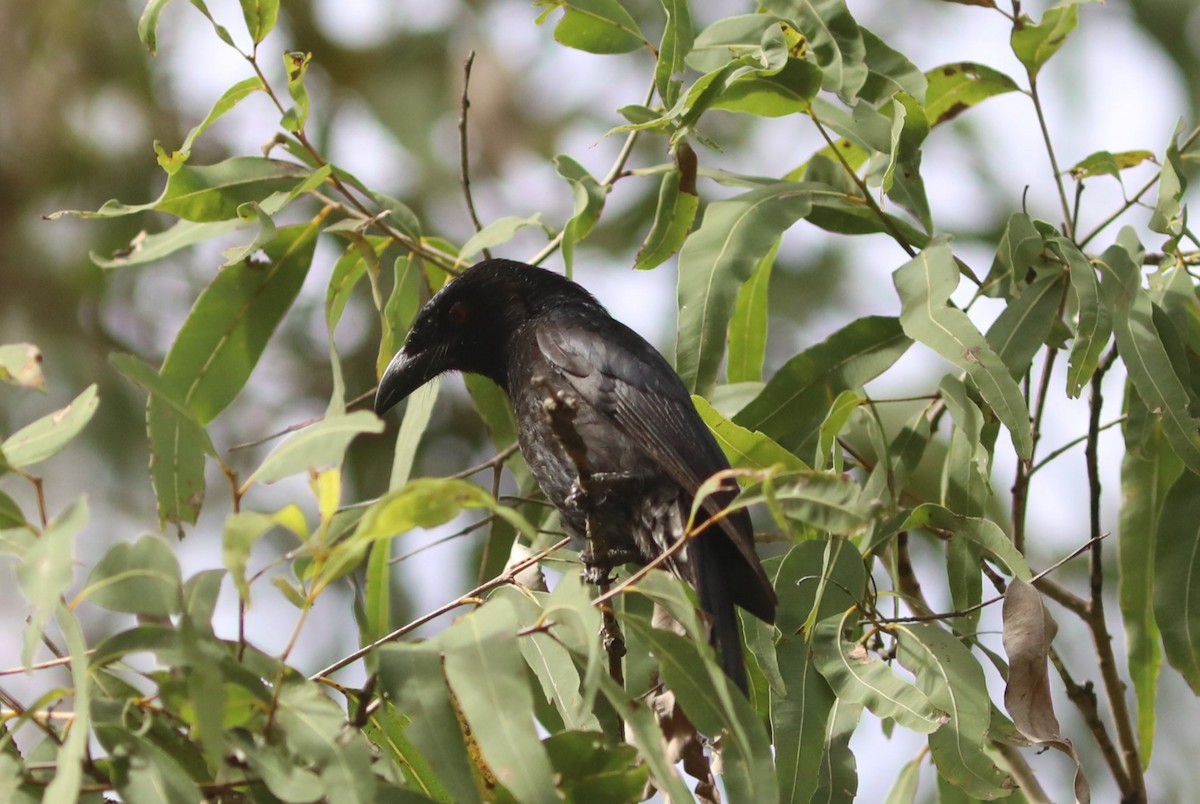 brokadedrongo - ML642039920