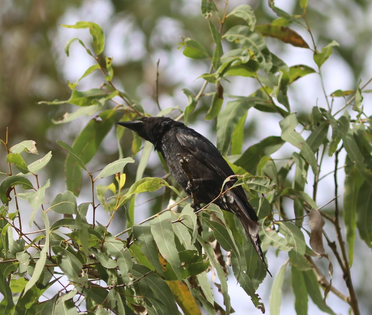 brokadedrongo - ML642039922