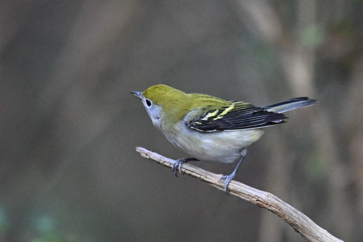 Chestnut-sided Warbler - ML642039926