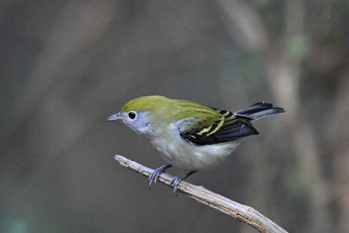 Chestnut-sided Warbler - ML642039931