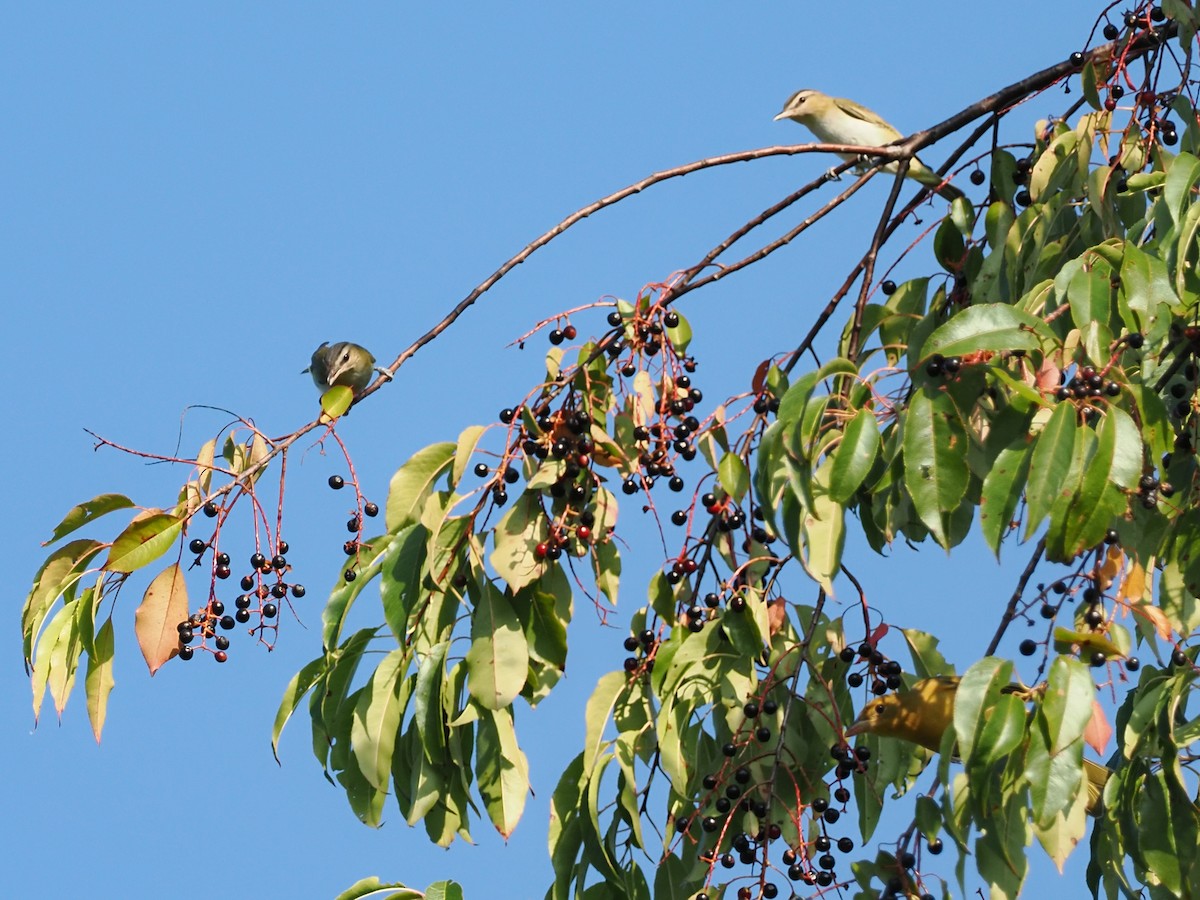 Red-eyed Vireo - ML642039938