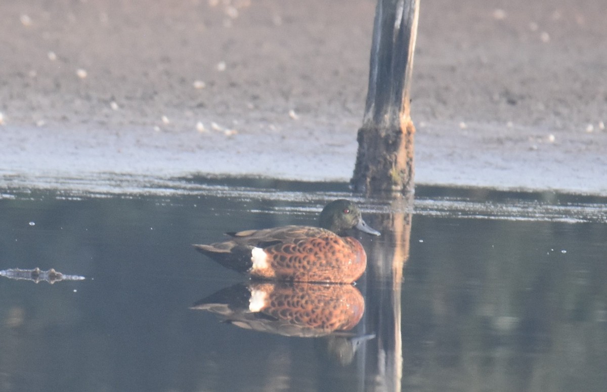 Chestnut Teal - ML642039945