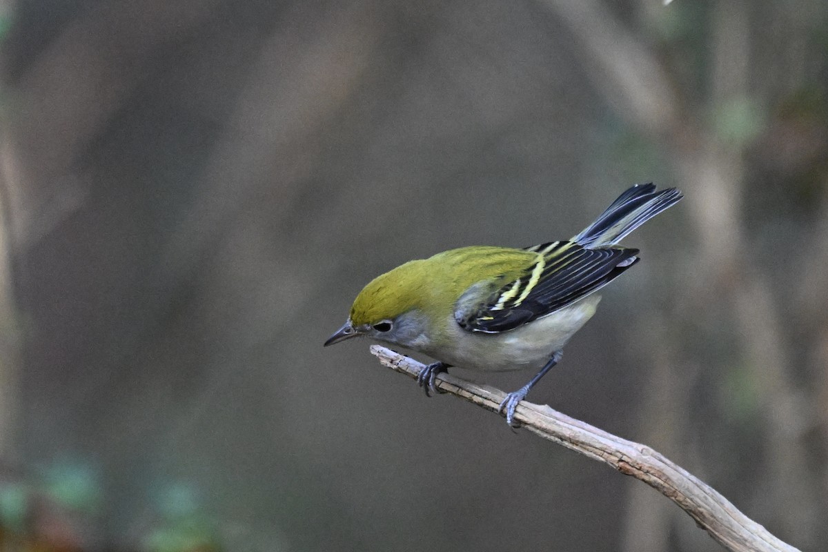 Chestnut-sided Warbler - ML642039952