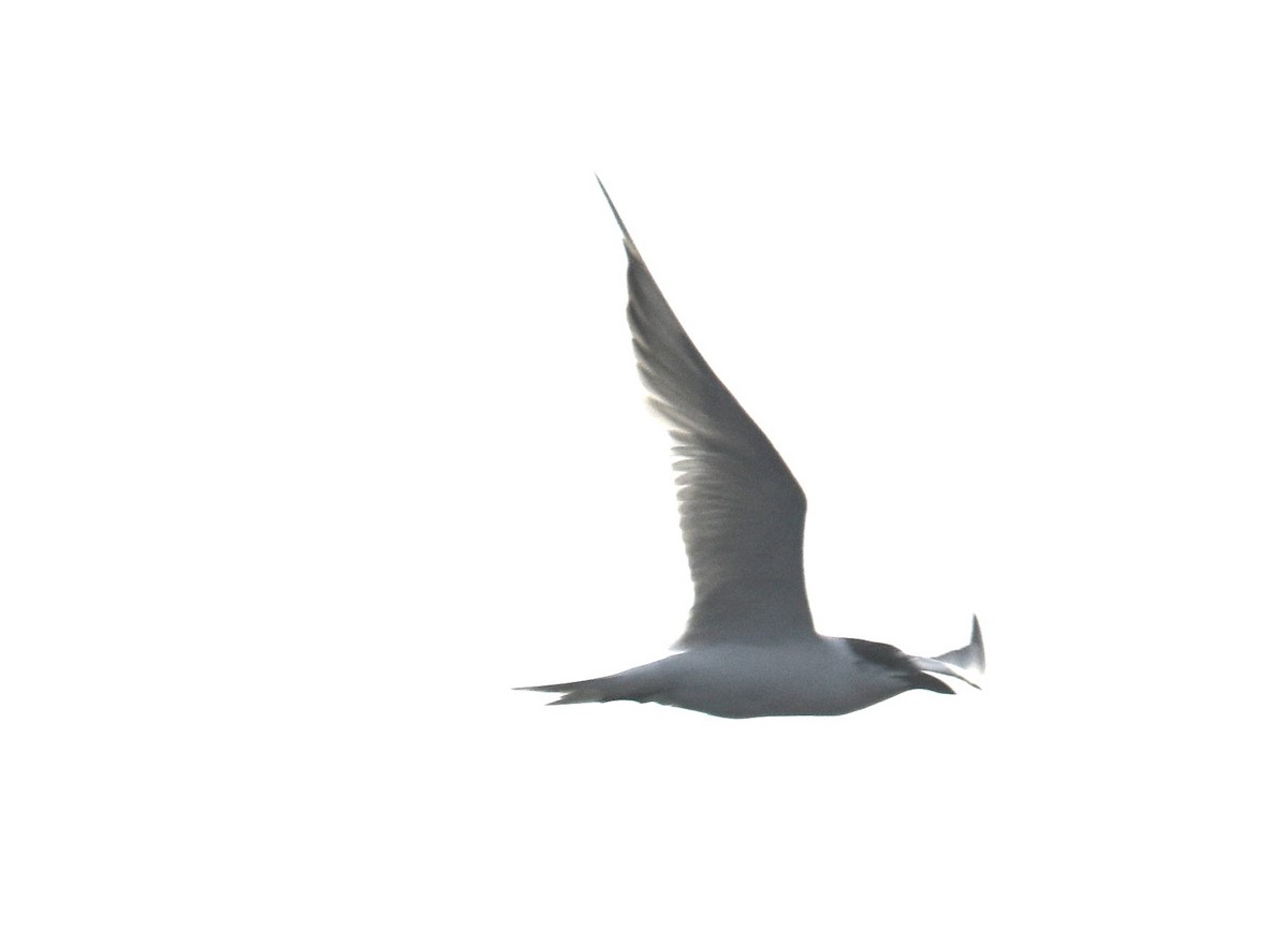 Australian Tern - ML642039958