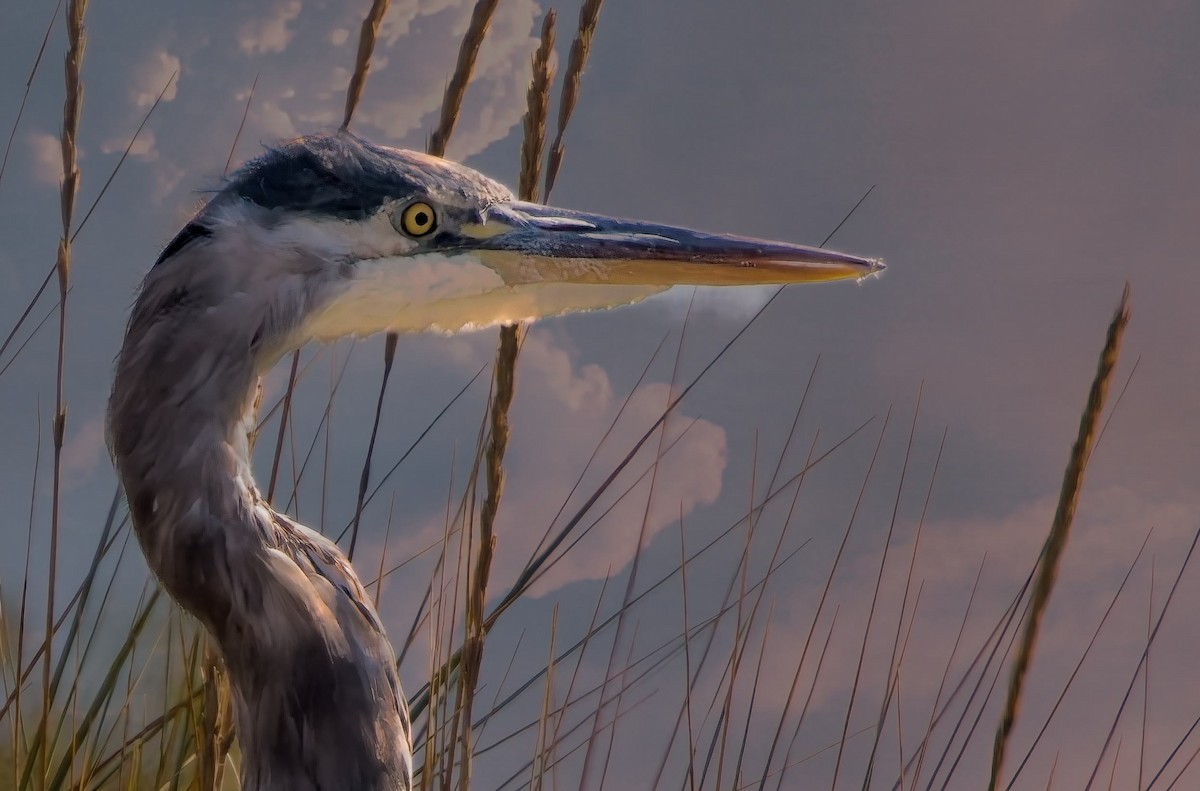 Great Blue Heron - ML642039962