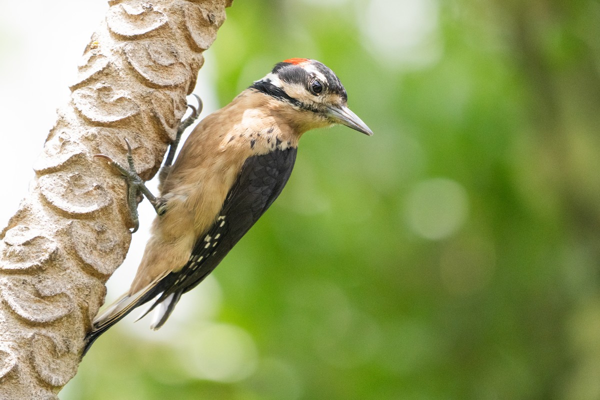 Hairy Woodpecker - ML642039977