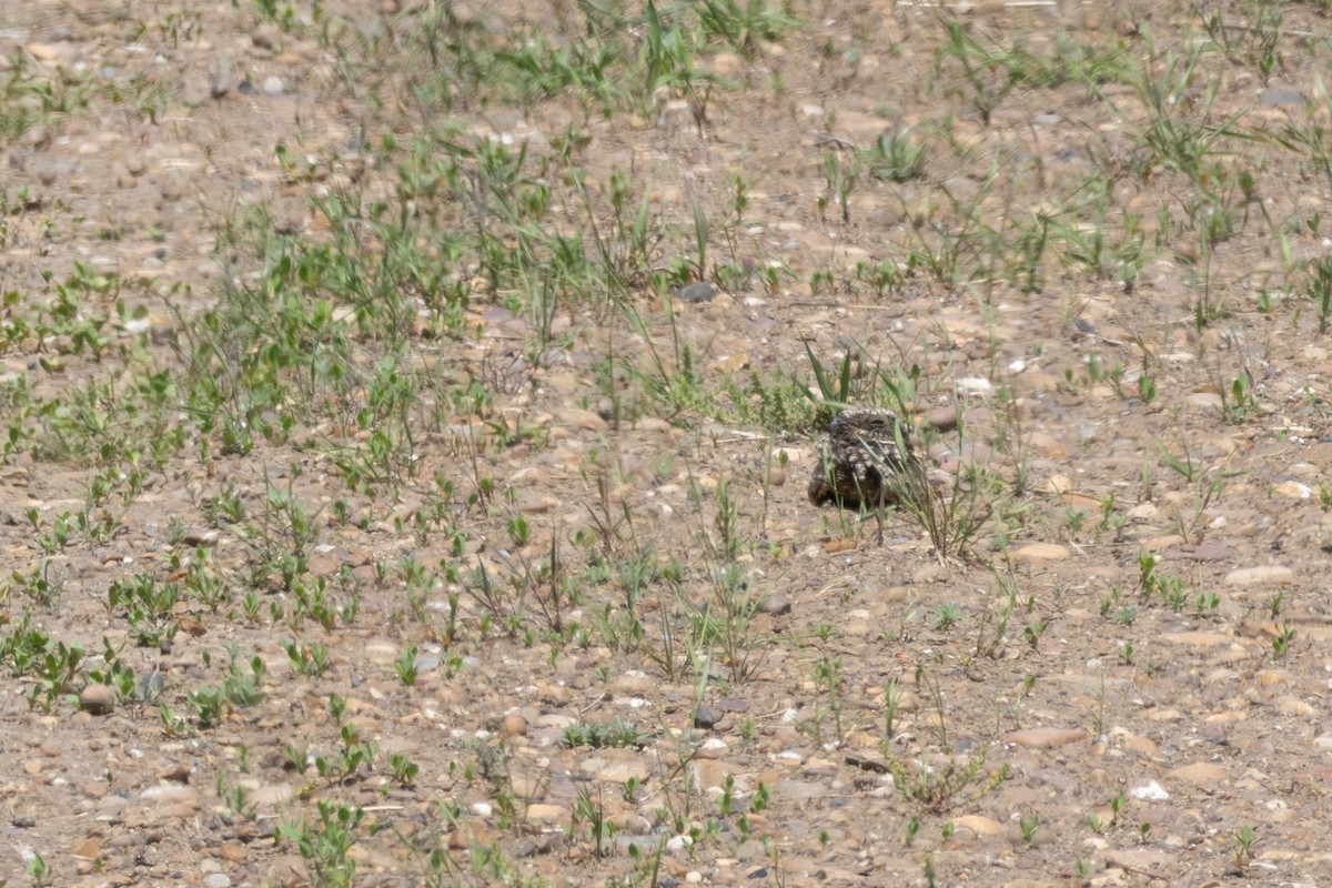Common Poorwill - ML642039990