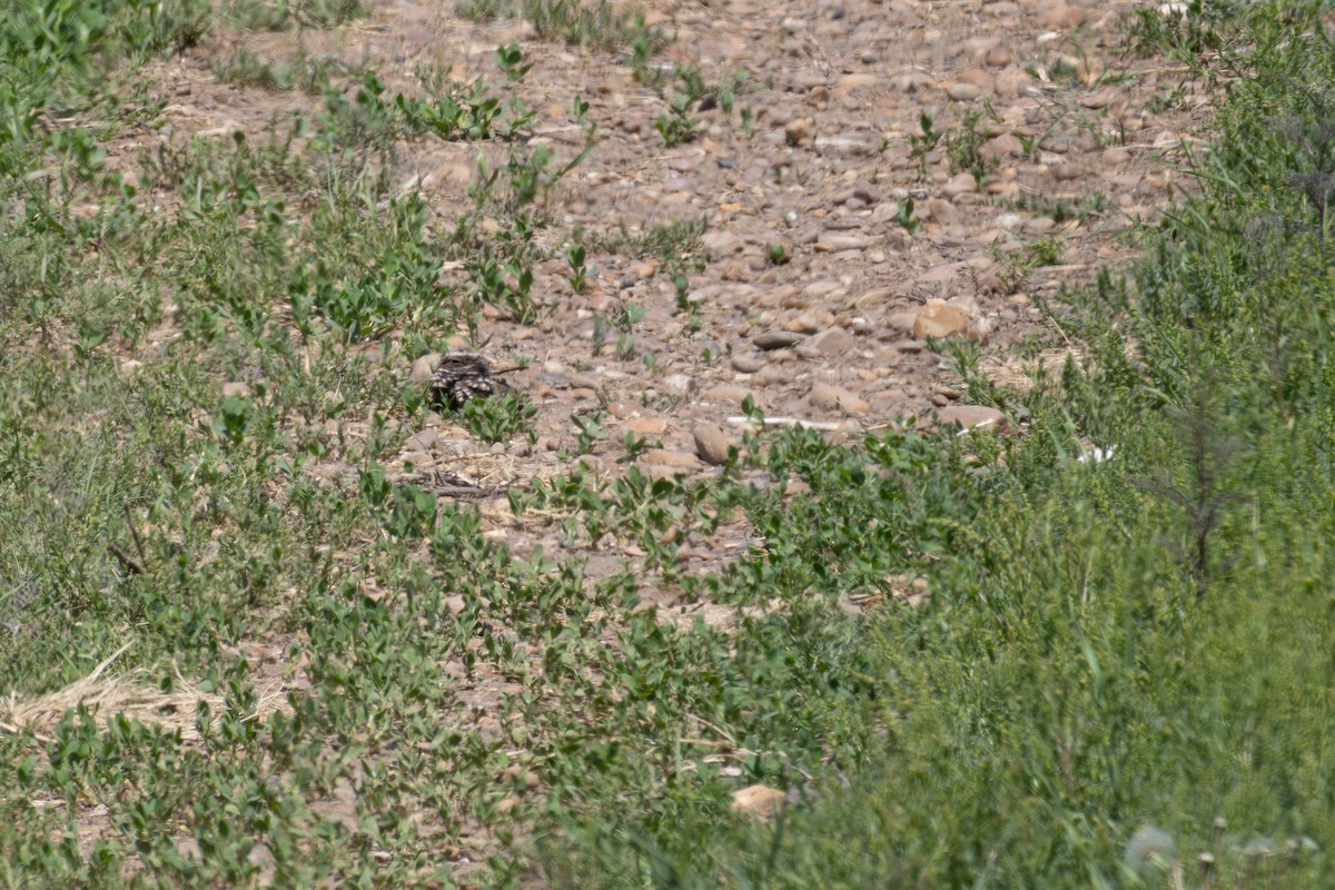 Common Poorwill - ML642039992