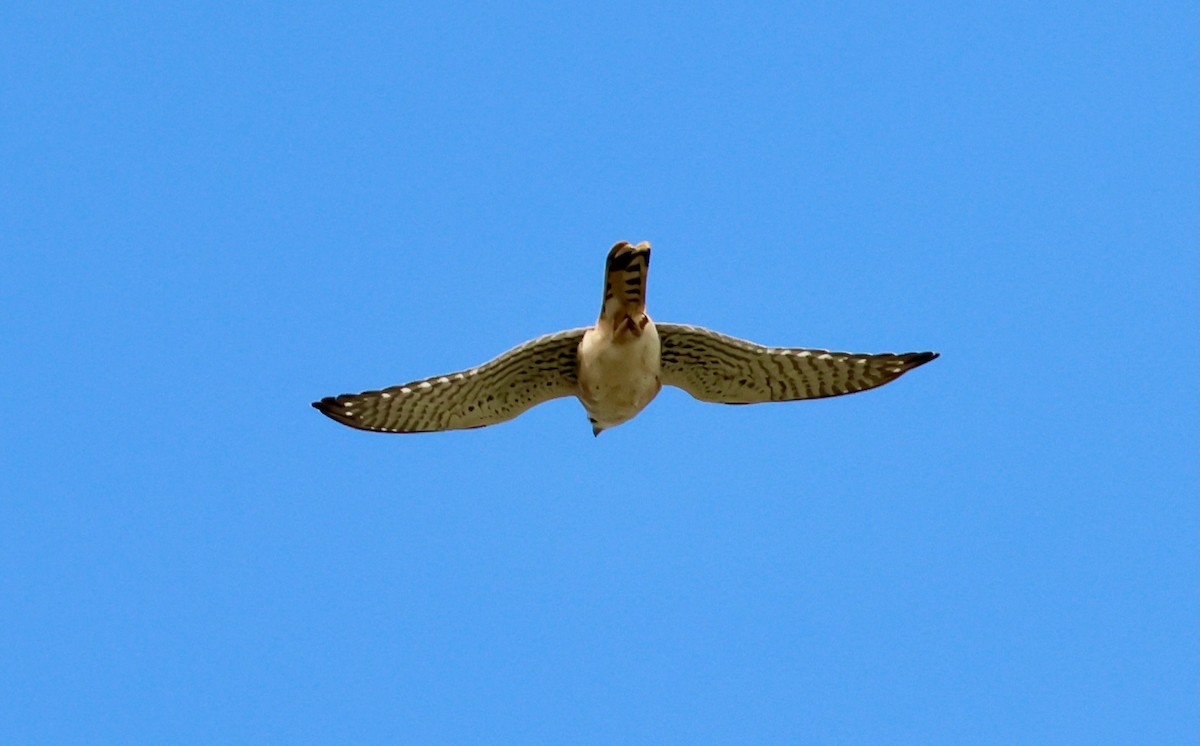 American Kestrel - J.A. Smith