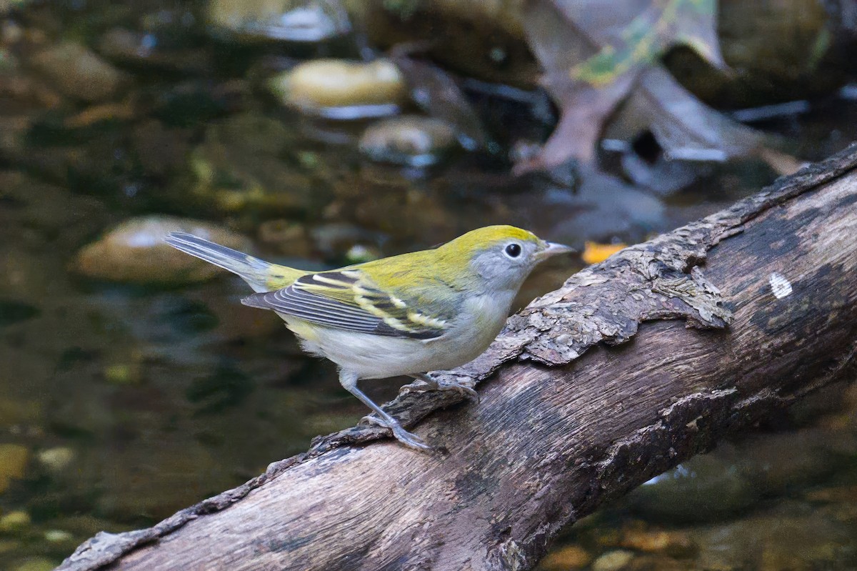 Chestnut-sided Warbler - ML642040006