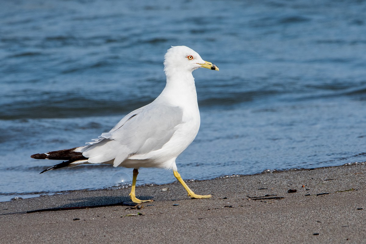 Ring-billed Gull - ML64204001