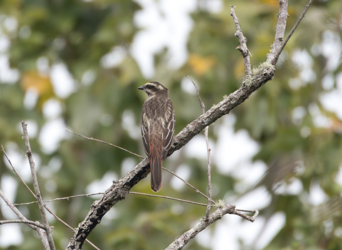 ML642040019 - Variegated Flycatcher - Macaulay Library