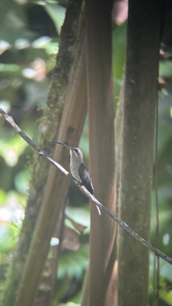 White-bearded Hermit - ML642040023