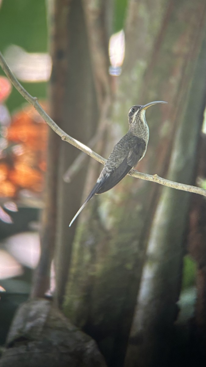 White-bearded Hermit - ML642040024