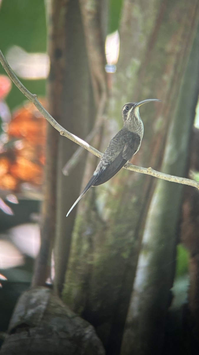 White-bearded Hermit - ML642040025