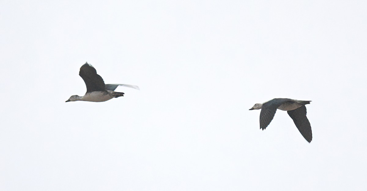 Comb Duck - ML642040042