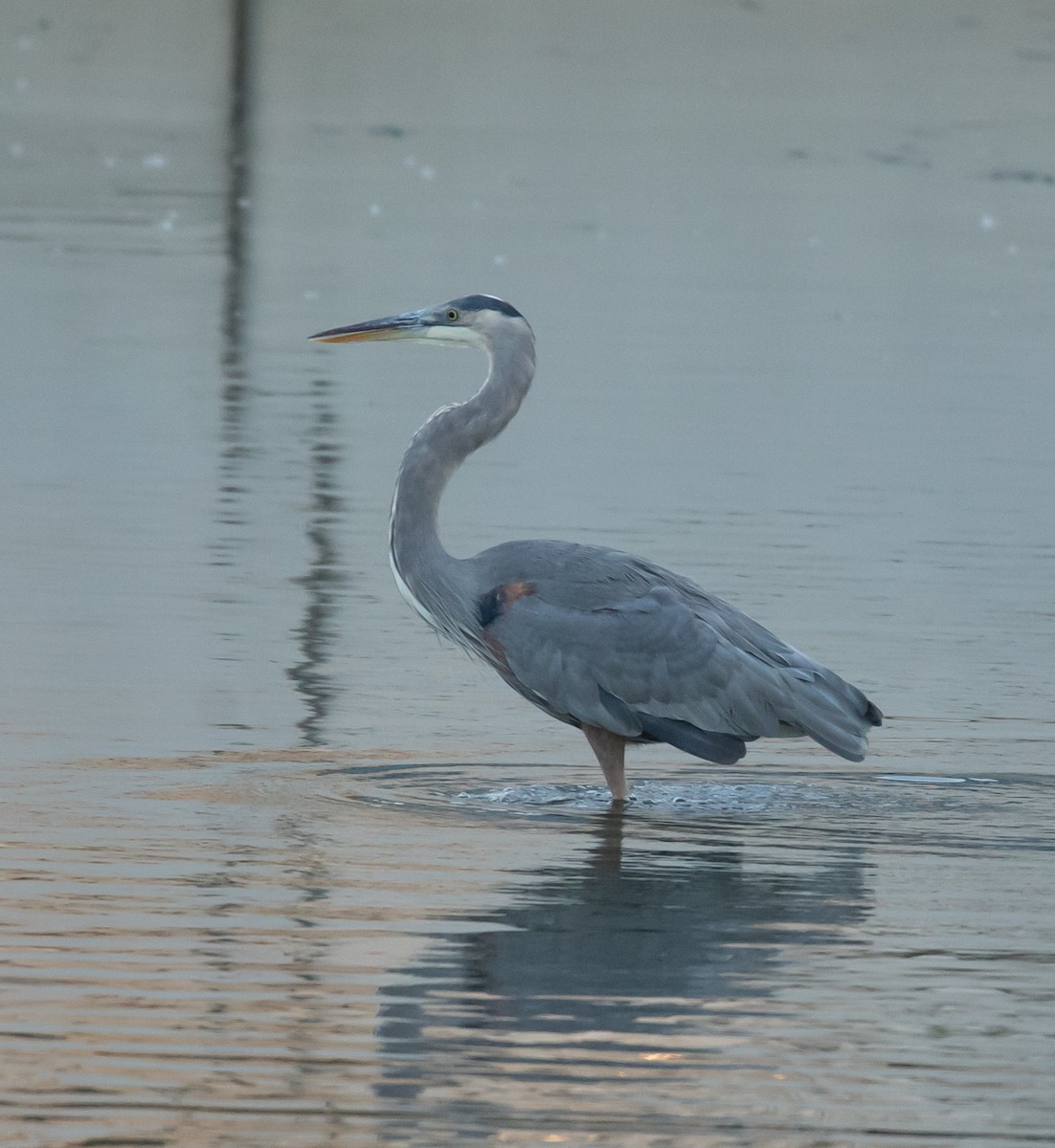 Great Blue Heron - ML642040046