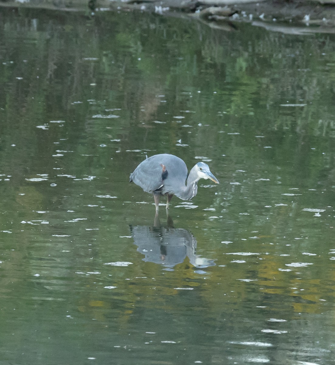 Great Blue Heron - ML642040047