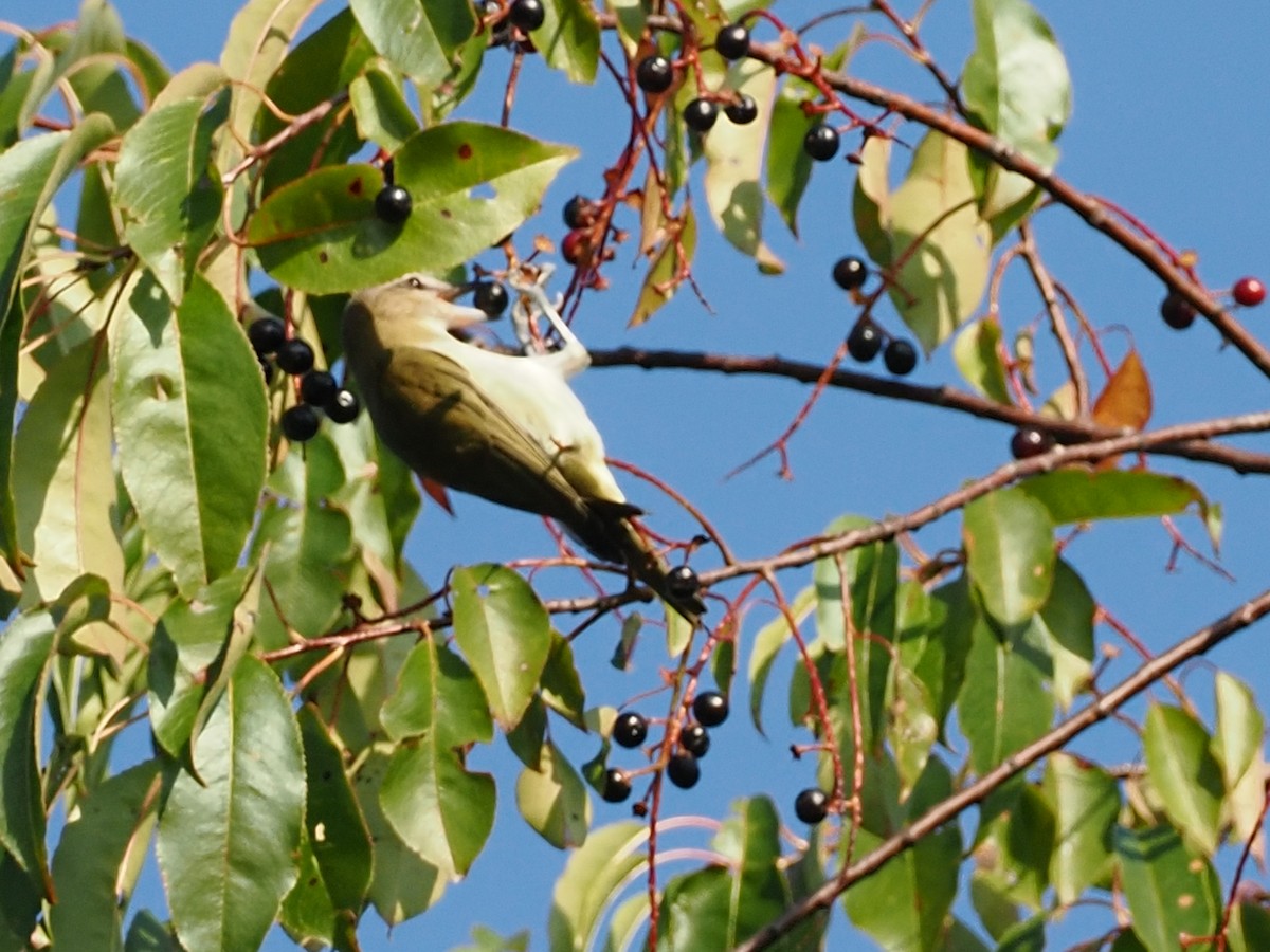Red-eyed Vireo - ML642040055