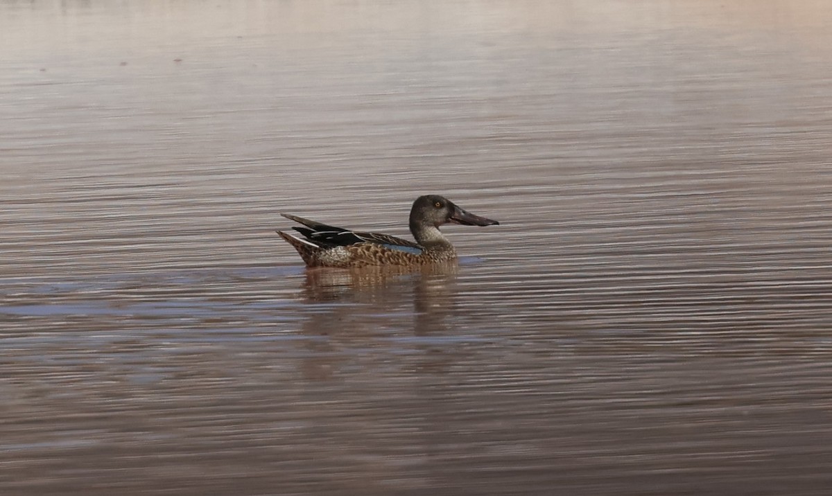 Northern Shoveler - ML642040062