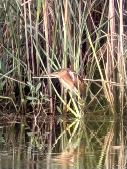 Least Bittern - ML642040067