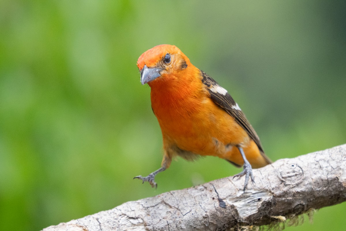 Flame-colored Tanager - ML642040079