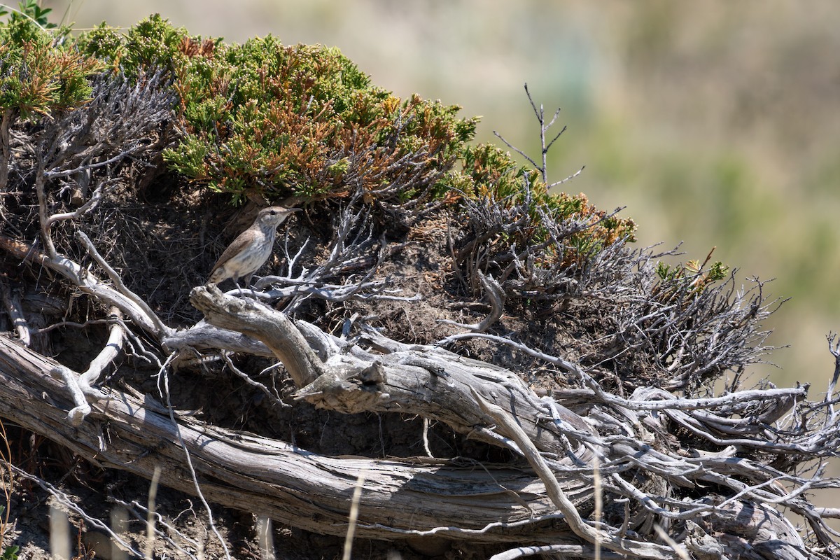Rock Wren - ML642040087